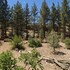 cardinal ridge by big bear cool cabins
