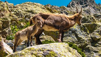 le relais des merveilles hostel