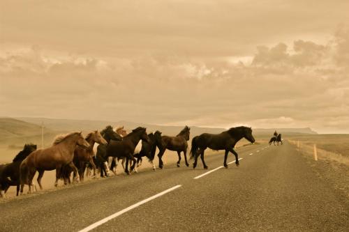 seljalandsfoss horizons