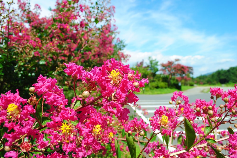 sekaiisannokakureyado kajitsunomori