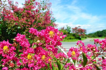 sekaiisannokakureyado kajitsunomori