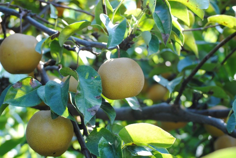 sekaiisannokakureyado kajitsunomori