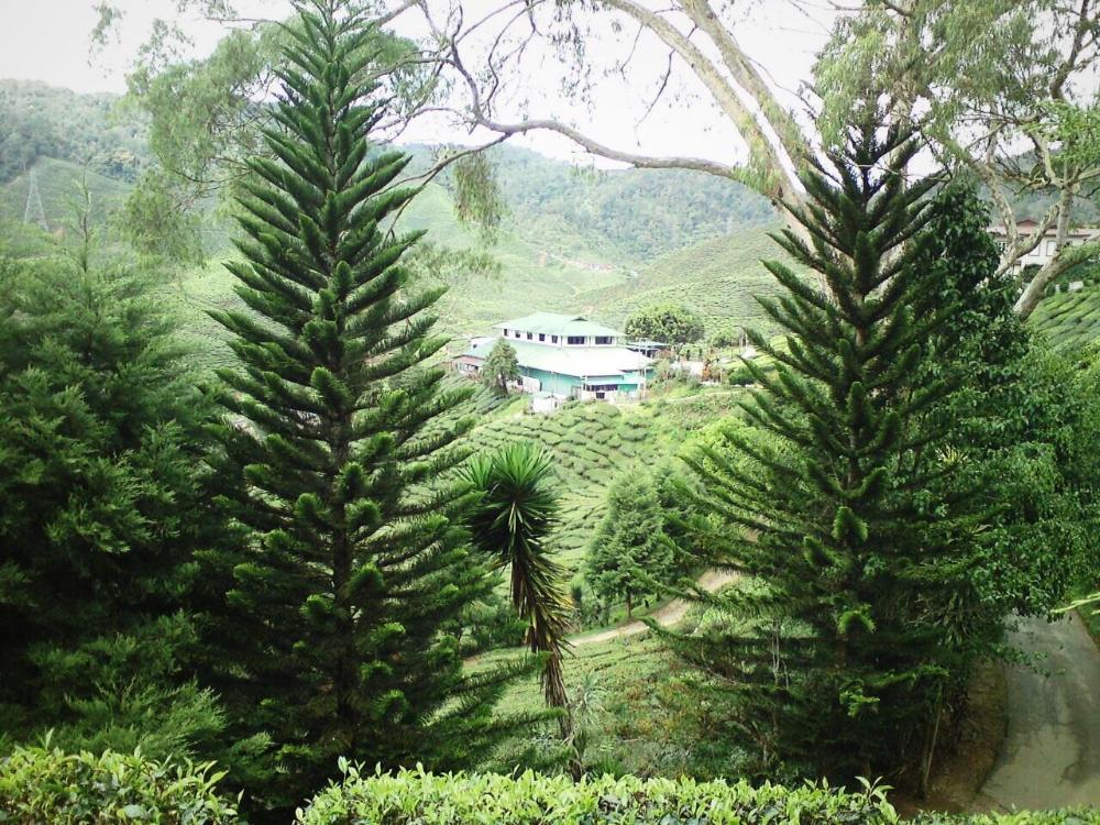 davids hotel apartment greenhill resort