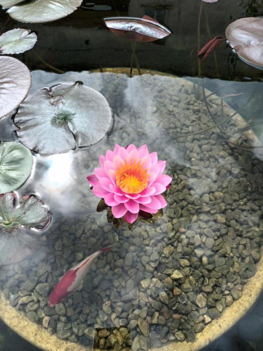 hotel loysel le gaucher