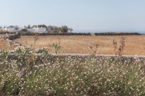 aegean hospitality mykonos