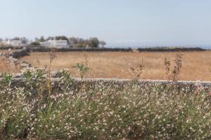 aegean hospitality mykonos