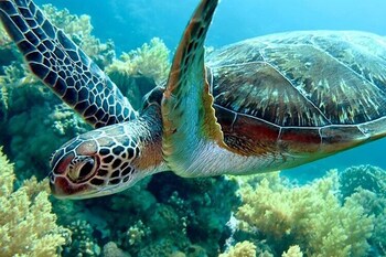 comfort inn and suites