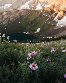 basecamp suites canmore