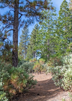 inn at sugar pine ranch