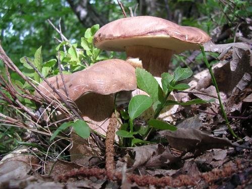 dipendenza hotel londra