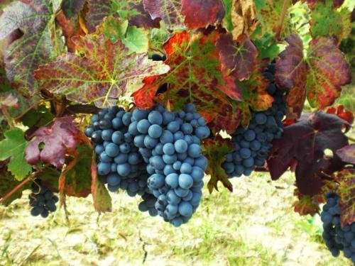 dipendenza hotel londra