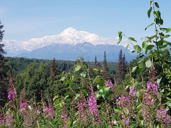 denali wild stay