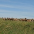 maasai mara
