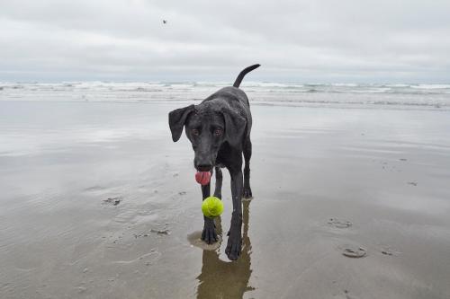 pacific dunes resort