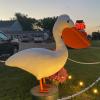 pelican rapids