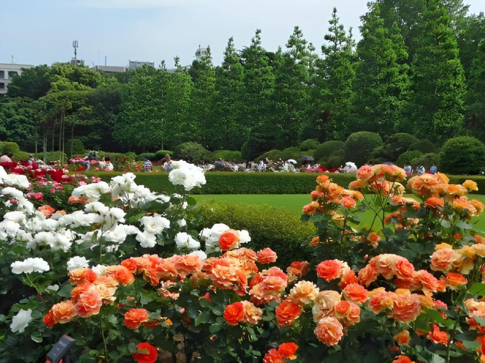 cocoshuku shinjuku hanazono