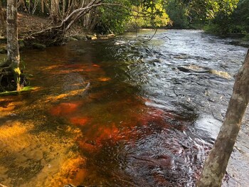 presidente figueiredo