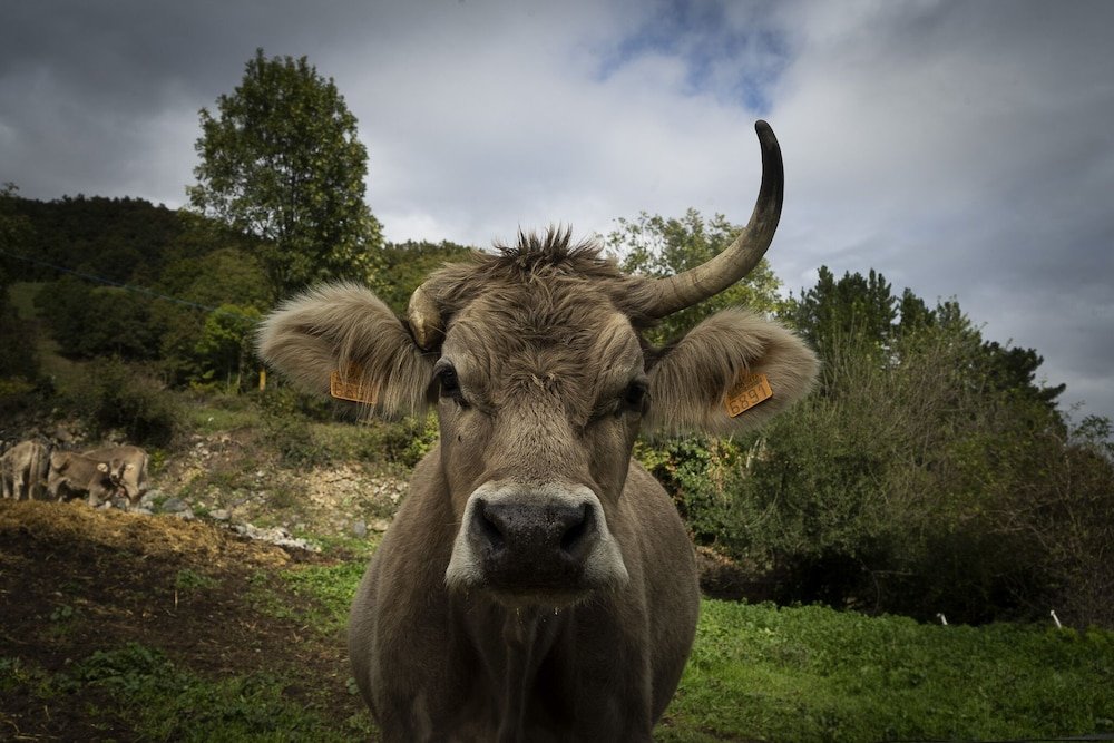 cillorigo de liebana