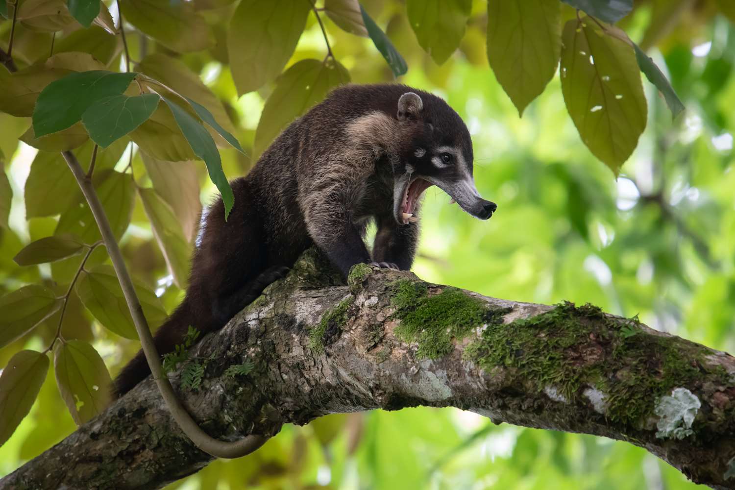 botanika osa peninsula resort curio collection by hilton