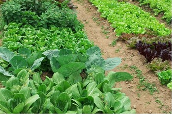 gyeongju raspberry pension