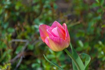 gem bed and breakfast