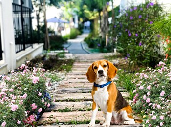 yali apart residence otel