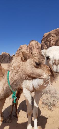 bedouin sunrise camp