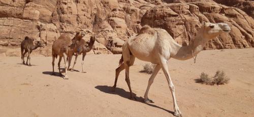 bedouin sunrise camp