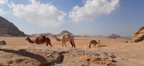 bedouin sunrise camp
