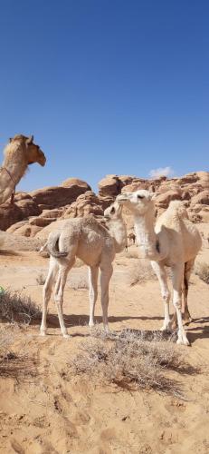 bedouin sunrise camp