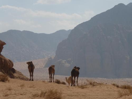 bedouin sunrise camp