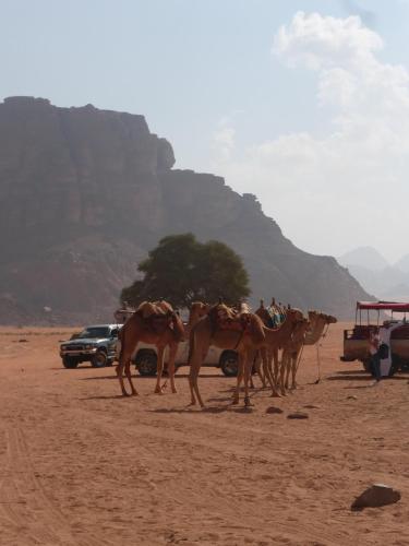bedouin sunrise camp