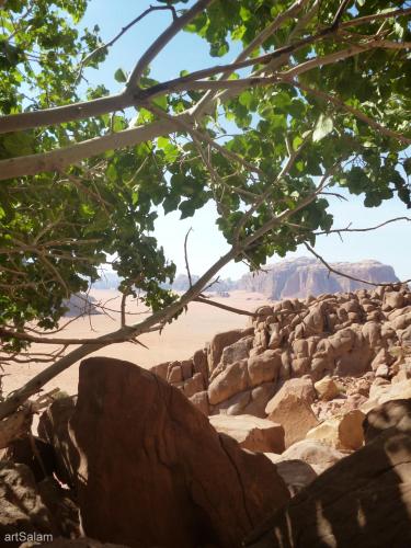 bedouin sunrise camp