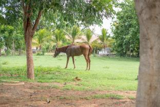 srikakulam