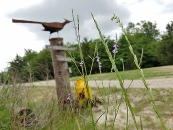 savannahs meadow