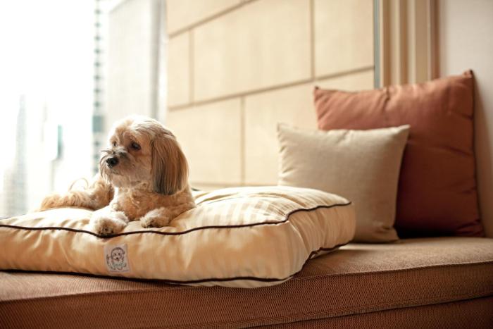 thompson atlanta buckhead part of hyatt