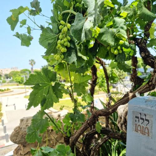 lala boutique hotel tel aviv