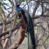 the postcard gir wildlife sanctuary
