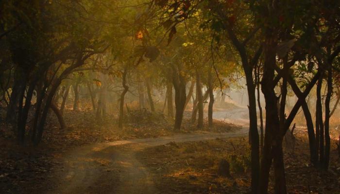 the postcard gir wildlife sanctuary