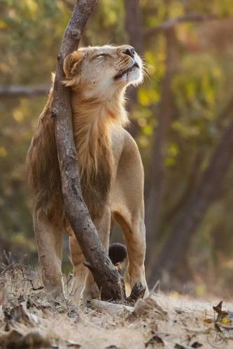 the postcard gir wildlife sanctuary