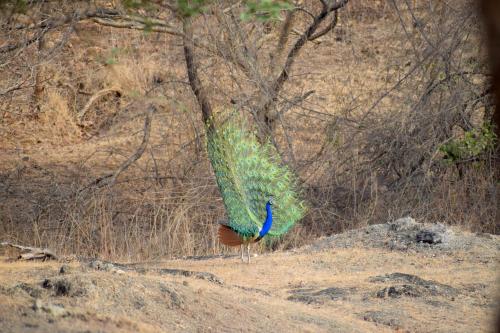 the postcard gir wildlife sanctuary