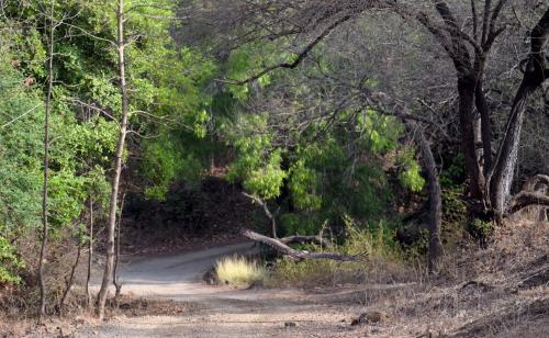 the postcard gir wildlife sanctuary