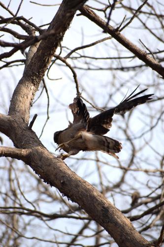 the postcard gir wildlife sanctuary