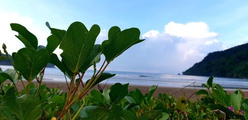 zhayas beach and cottages