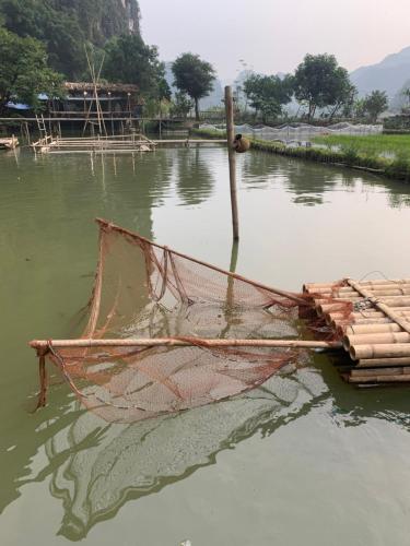tam coc lotus flower homestay