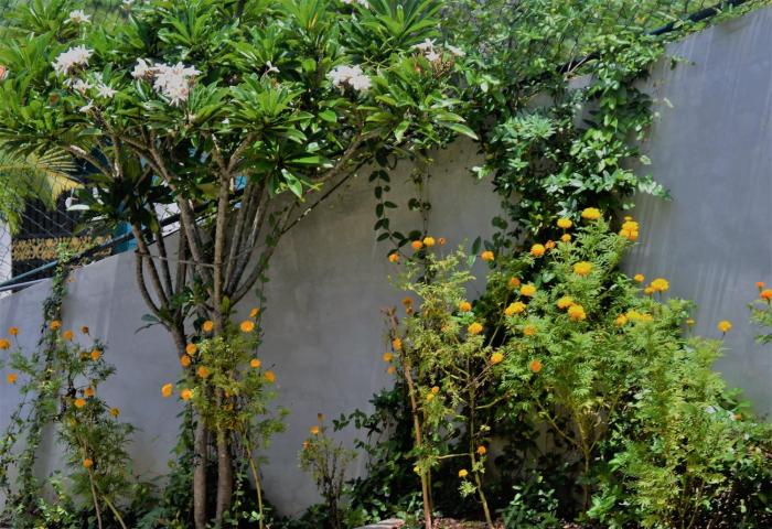 bellaxy ceylon