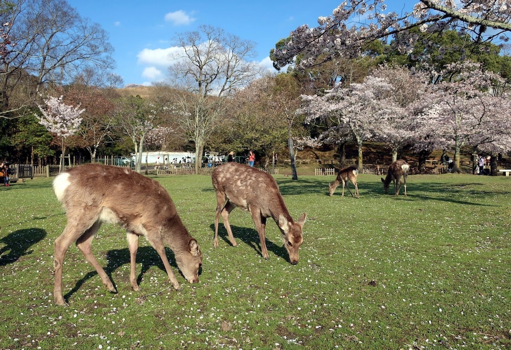 hotel tenpyo naramachi