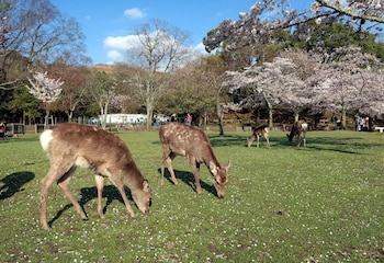 hotel tenpyo naramachi