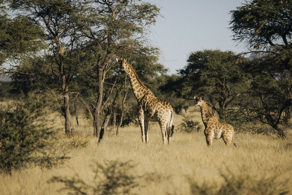 habitas namibia