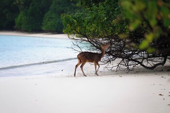 nikki peucang island resort